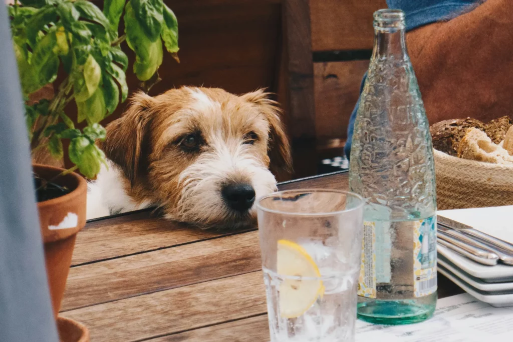 Dog-Friendly Cafe Austin